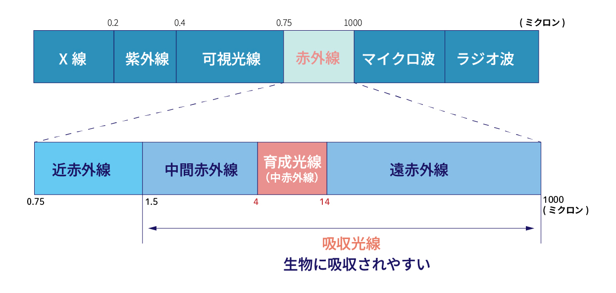 血行促進・細胞の活性化で期待される効果